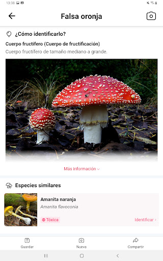 Captura de pantalla de Picture Mushroom: Champiñón ID