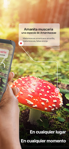 Captura de pantalla de Picture Mushroom: Champiñón ID
