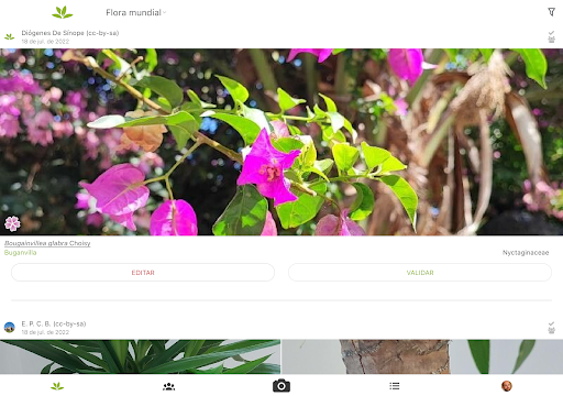 Captura de pantalla de PlantNet Identifica Plantas