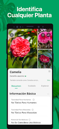 Captura de pantalla de PictureThis Identificar Planta