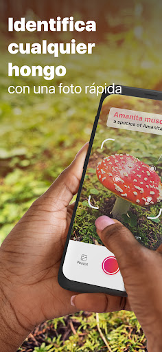 Captura de pantalla de Picture Mushroom: Champiñón ID