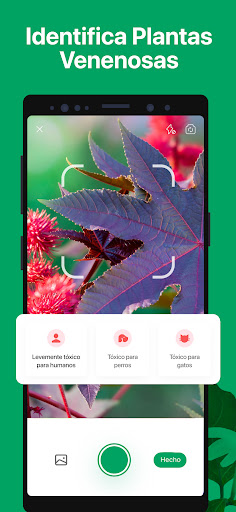 Captura de pantalla de PictureThis Identificar Planta