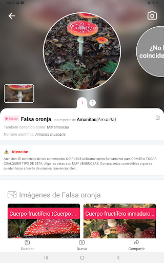 Captura de pantalla de Picture Mushroom: Champiñón ID