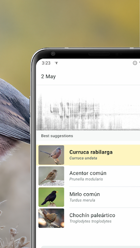 Captura de pantalla de Merlin Bird ID de Cornell Lab