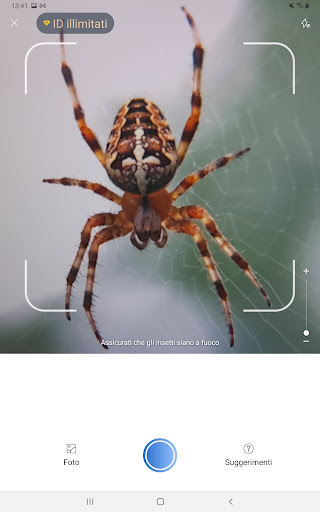Captura de pantalla de Picture Insect - Insectos ID