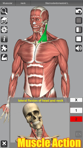 Captura de pantalla de 3D Anatomy