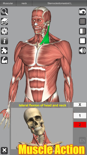 3D Anatomy Screenshot