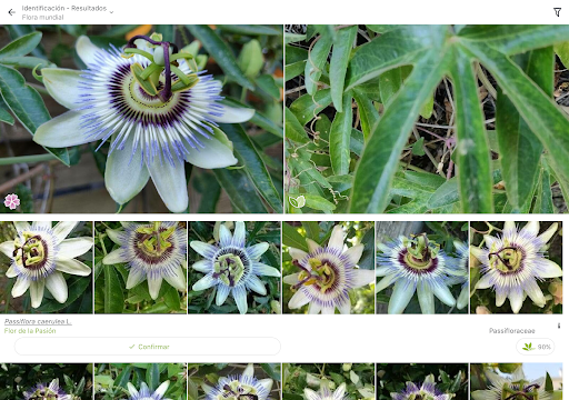 Captura de pantalla de PlantNet Identifica Plantas
