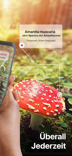 Picture Mushroom - Pilzführer Screenshot