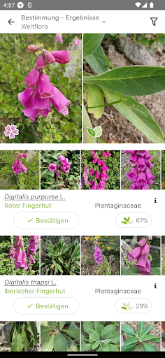 Pl@ntNet Pflanzenbestimmung Screenshot