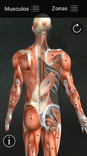 Captura de pantalla de Puntos Musculares Anatomia