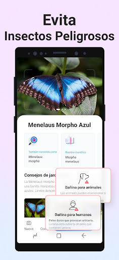 Captura de pantalla de Picture Insect - Insectos ID