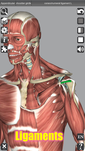 Captura de pantalla de 3D Anatomy
