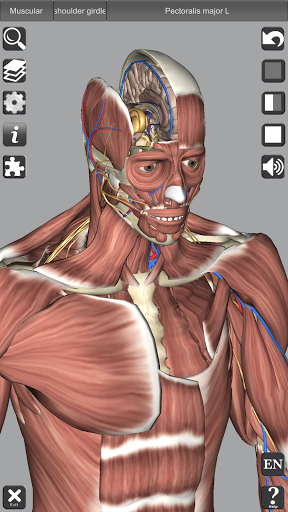 Captura de pantalla de 3D Anatomy