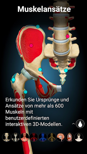 3D-Anatomie - Anatomy Learning Screenshot