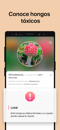 Captura de pantalla de Picture Mushroom: Champiñón ID