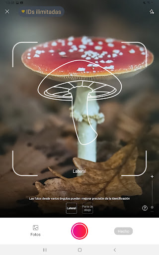Captura de pantalla de Picture Mushroom: Champiñón ID