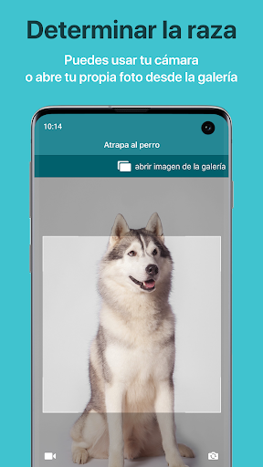Captura de pantalla de Dog Scanner: Raza del perro