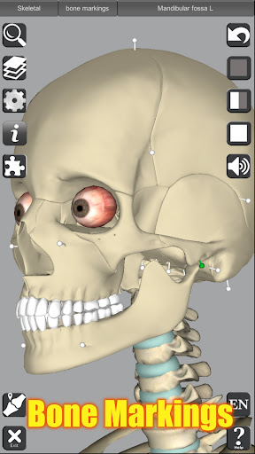 Captura de pantalla de 3D Anatomy