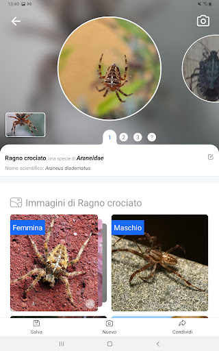 Captura de pantalla de Picture Insect - Insectos ID
