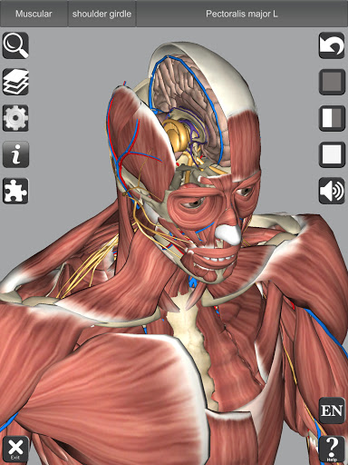 3D Anatomy Screenshot