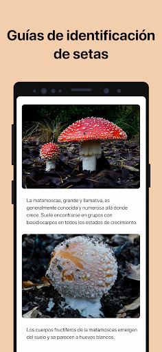Captura de pantalla de Picture Mushroom: Champiñón ID