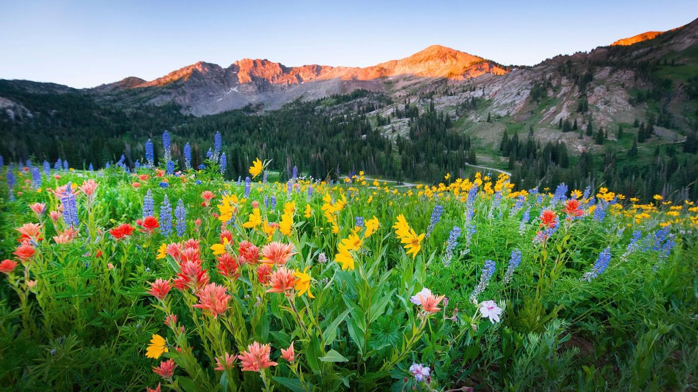 Wildflowers screenshot