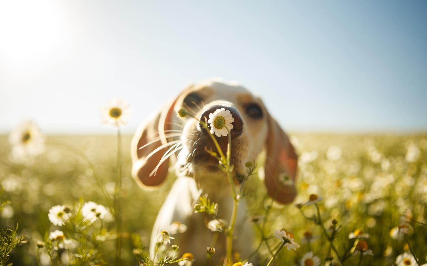 Captura de pantalla de Springtime Animals