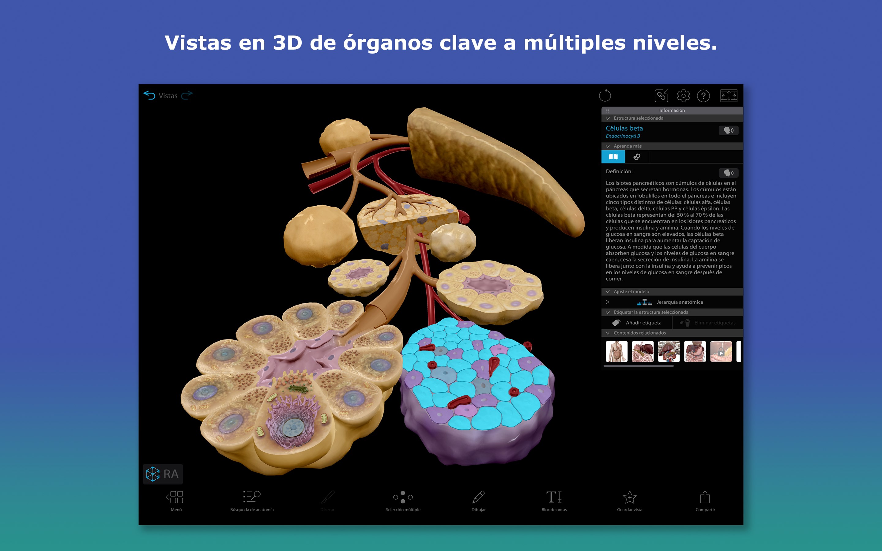 Captura de pantalla de Atlas de anatomía humana 2026: Cuerpo humano completo en 3D