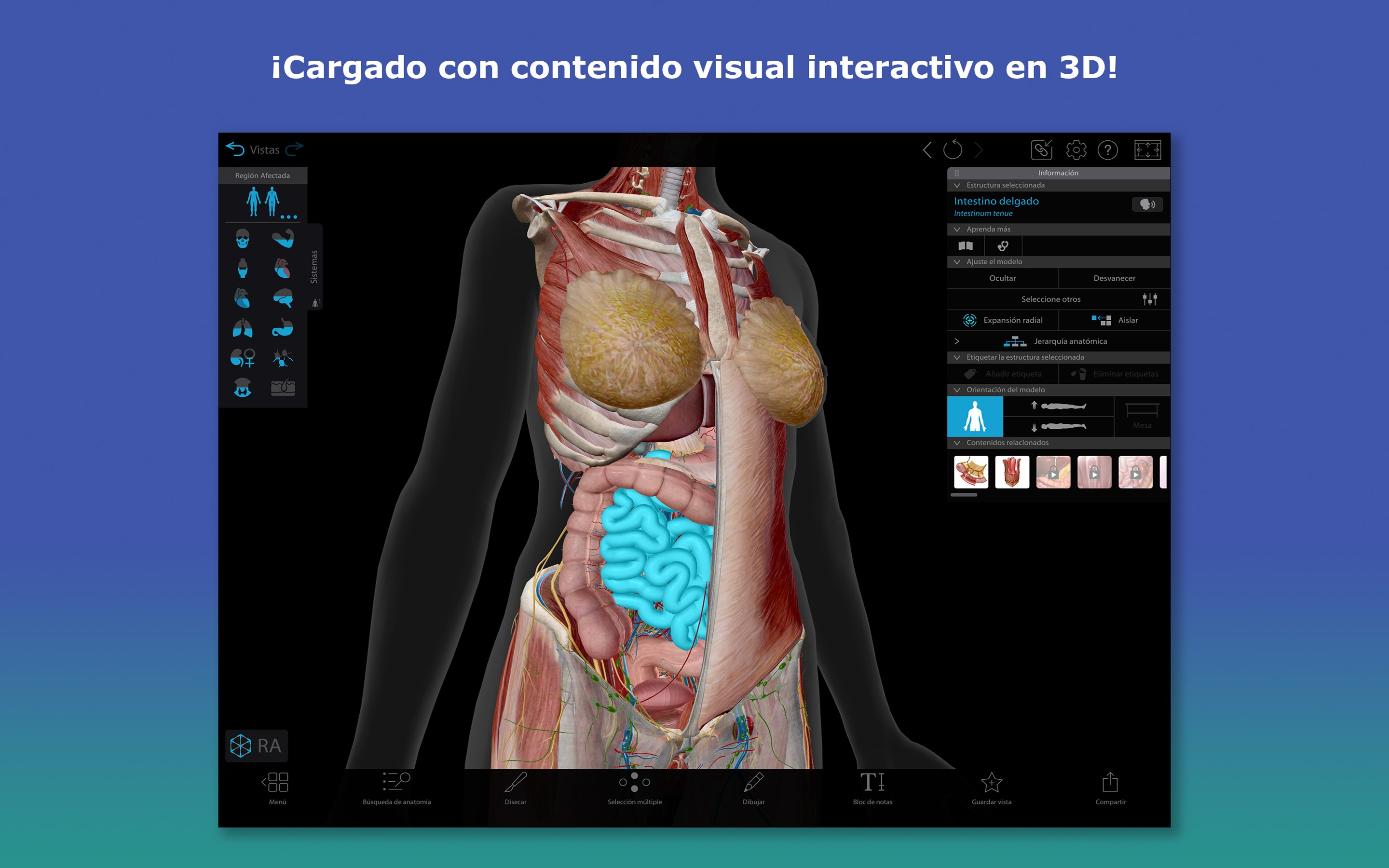 Captura de pantalla de Atlas de anatomía humana 2026: Cuerpo humano completo en 3D