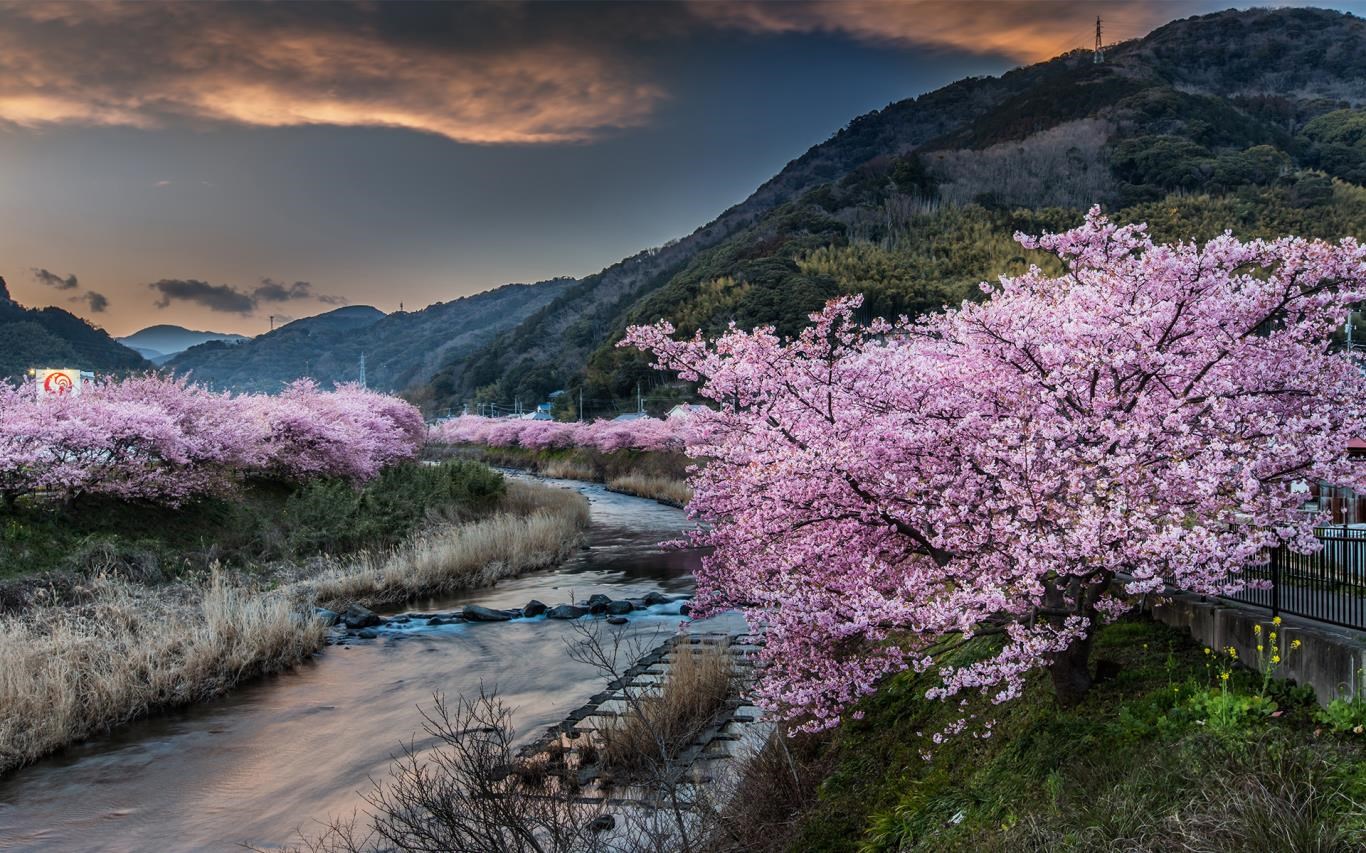 Cherry Blossoms screenshot