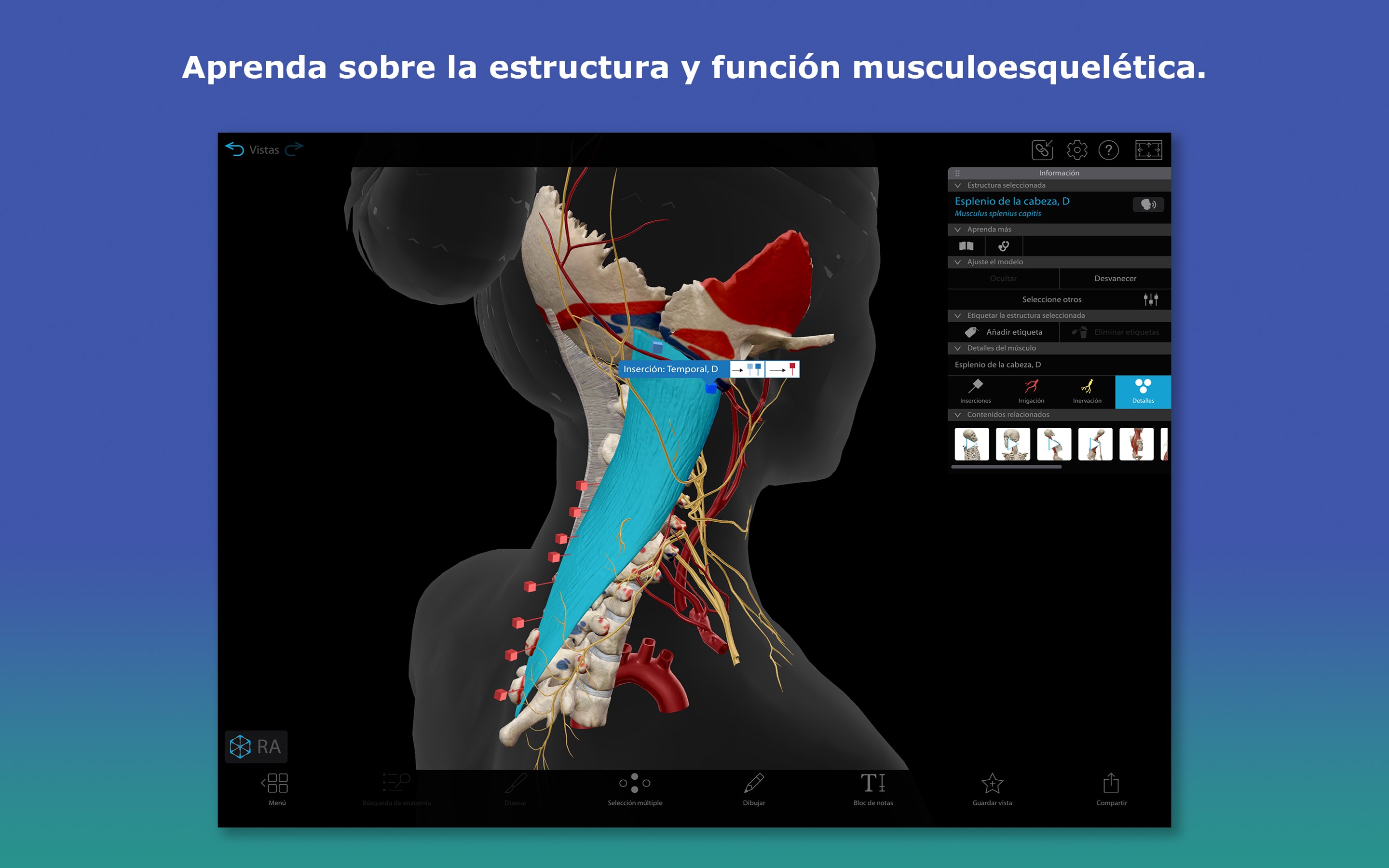 Captura de pantalla de Atlas de anatomía humana 2026: Cuerpo humano completo en 3D
