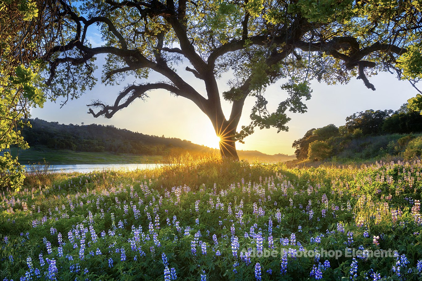 Captura de pantalla de Nature Theme by Adobe Photoshop Elements