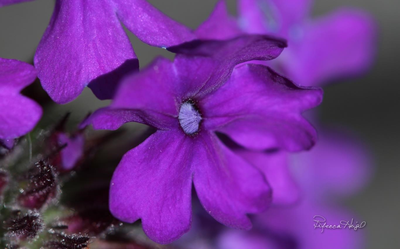 Spring Blooms 2 by Rebecca Heigel Screenshot