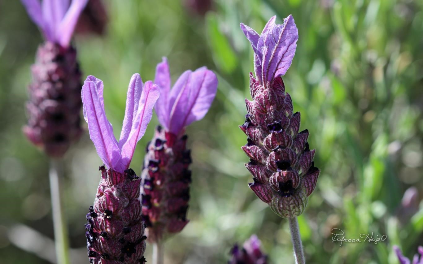 Spring Blooms 2 by Rebecca Heigel Screenshot