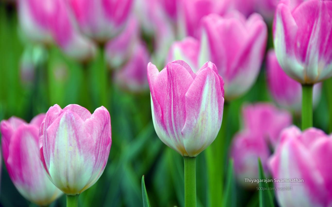 Tulip Festival by Thiyagarajan Swaminathan Screenshot