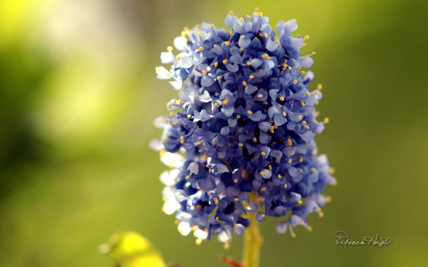 Spring Blooms 2 by Rebecca Heigel Screenshot