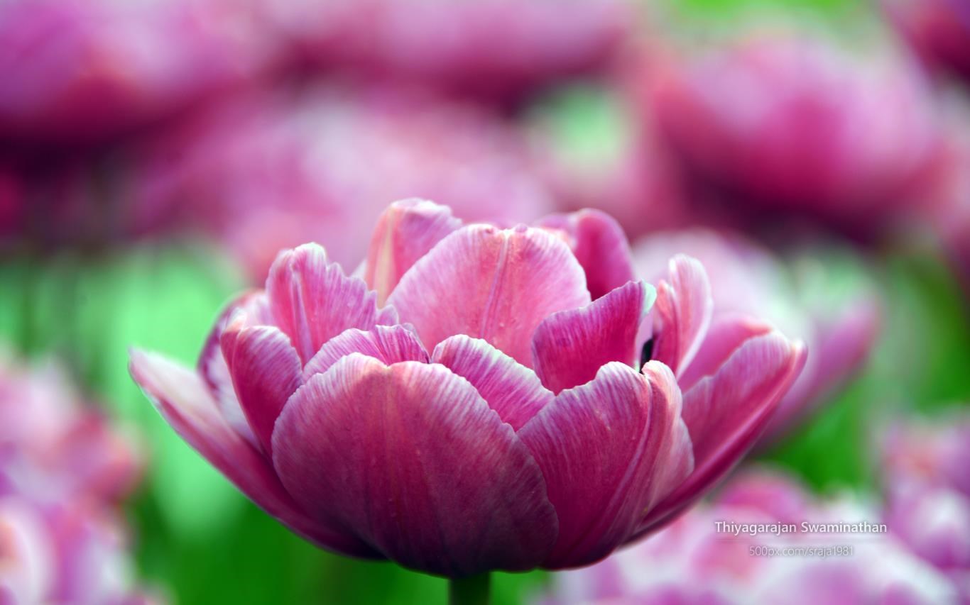 Tulip Festival by Thiyagarajan Swaminathan Screenshot