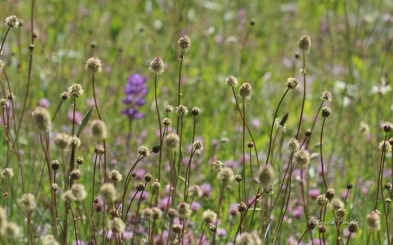 Spring Blooms 2 by Rebecca Heigel Screenshot