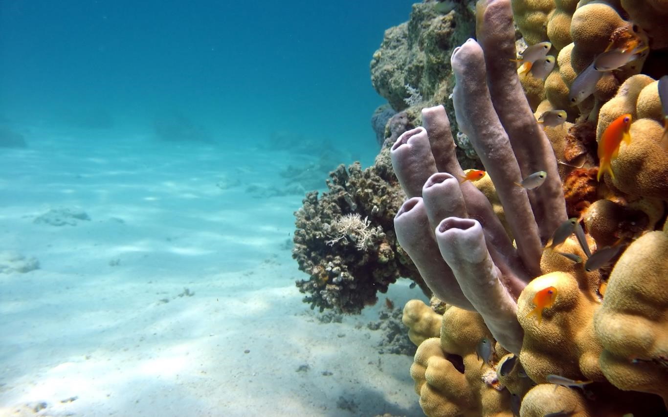 Fish and Corals screenshot