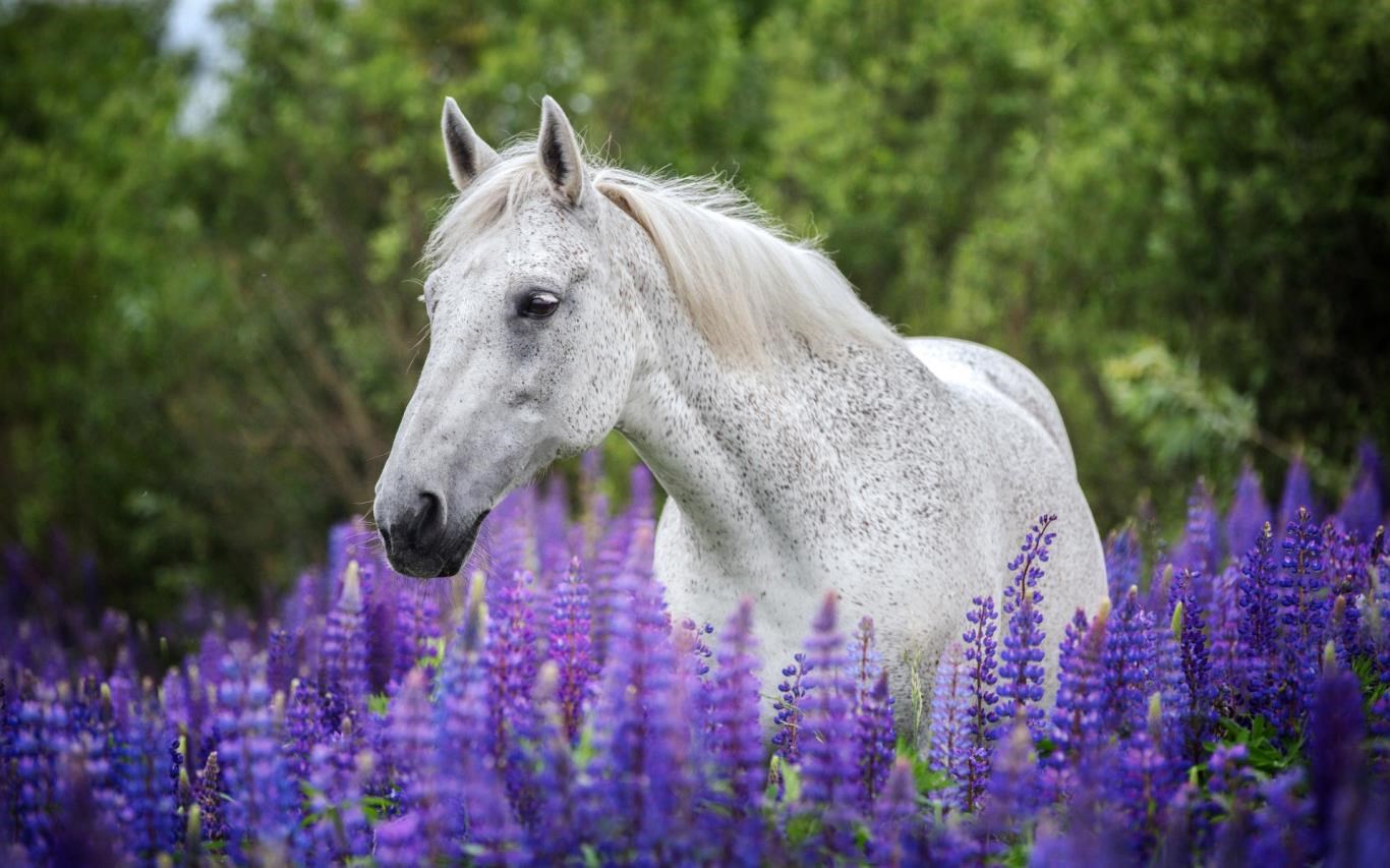 Captura de pantalla de Springtime Animals
