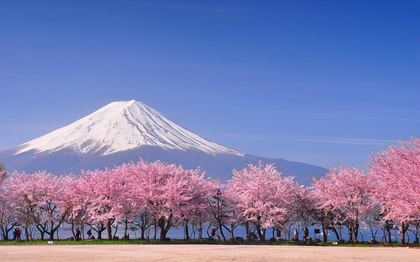 Cherry Blossoms screenshot