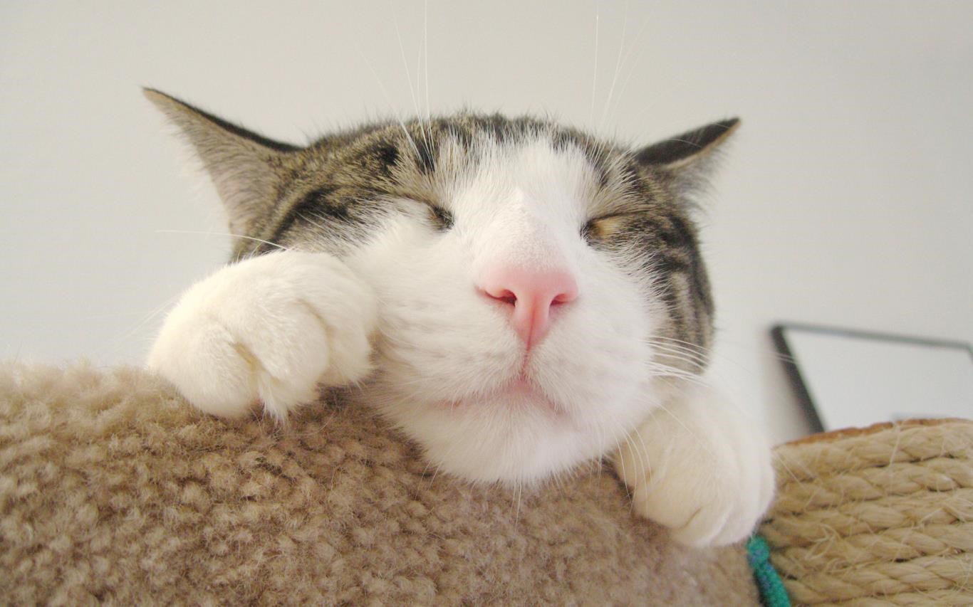 Cats Anytime screenshot