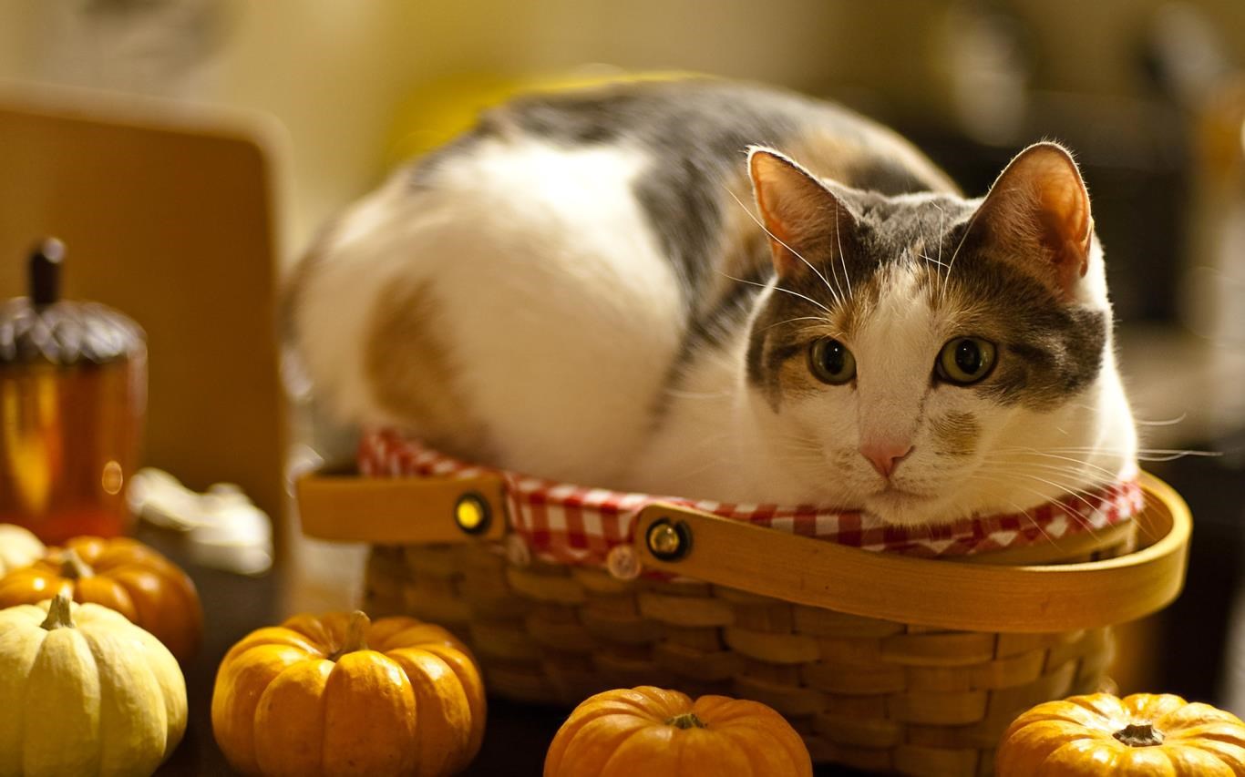 Cats Anytime screenshot