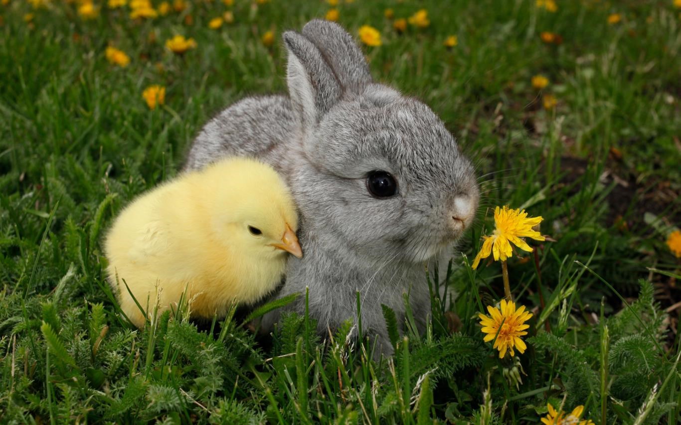 Chicks and Bunnies screenshot