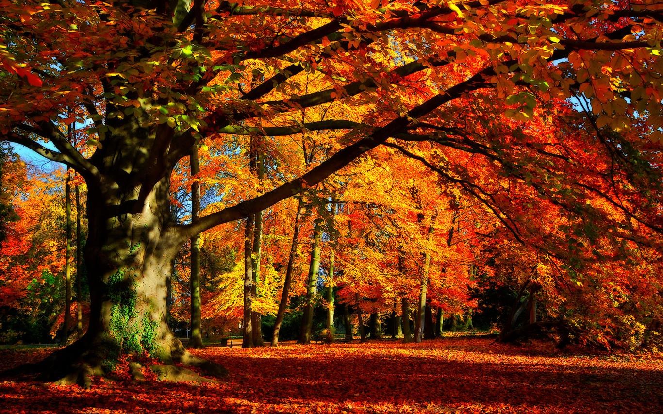 Autumn Colors screenshot