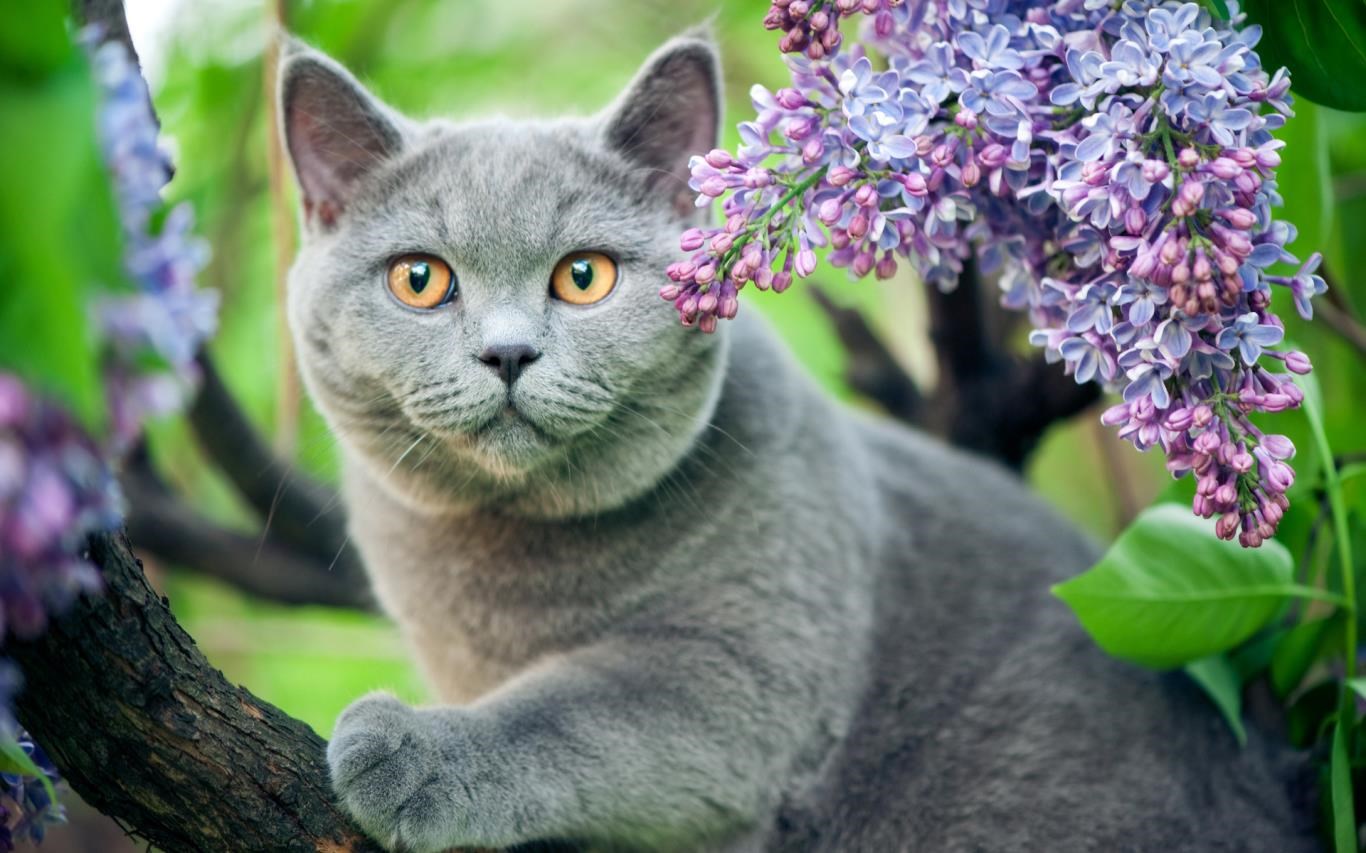 Captura de pantalla de Springtime Animals