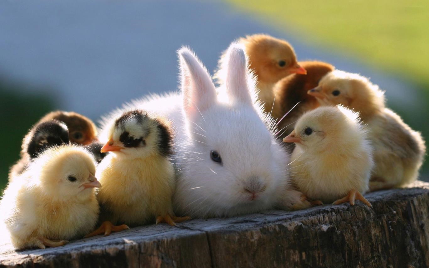 Chicks and Bunnies screenshot