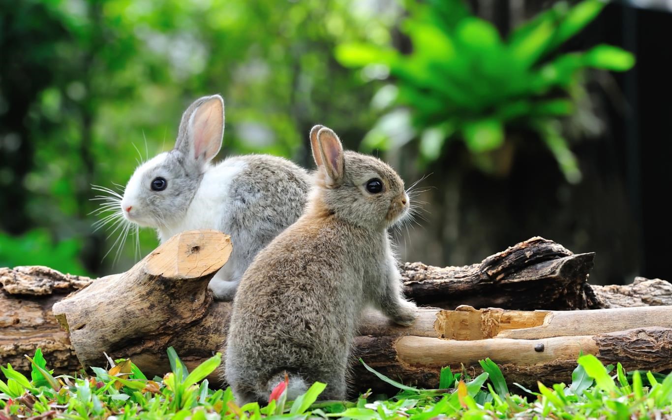 Chicks and Bunnies screenshot