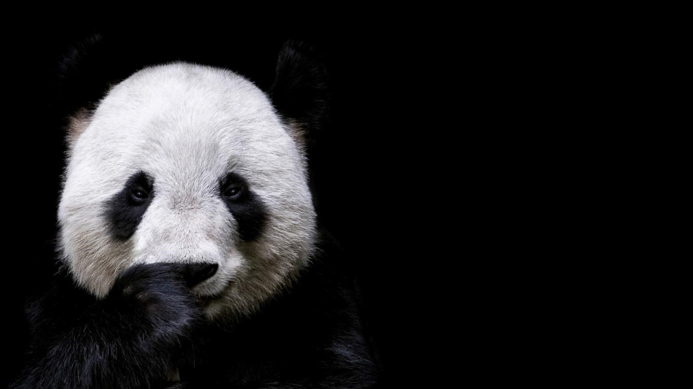 Animal Portraits screenshot